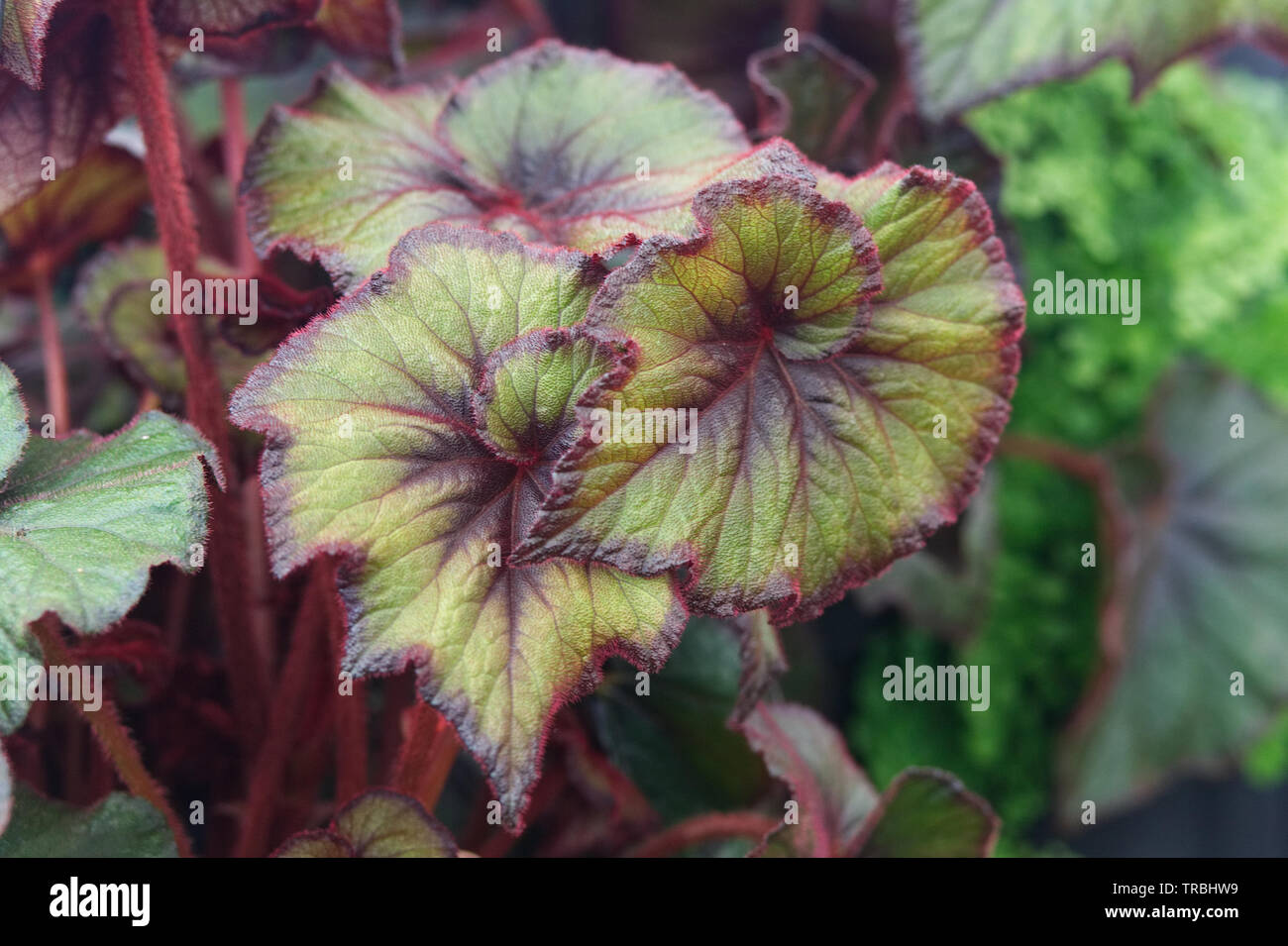 Curly Fire a filo, Begonia Rex lascia Foto Stock
