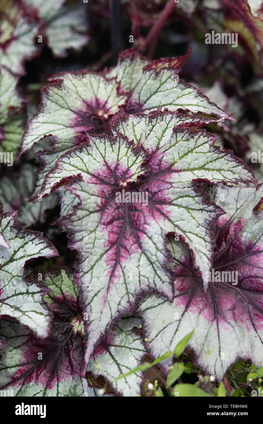 Carolina Moon Begonia Leaf Foto Stock
