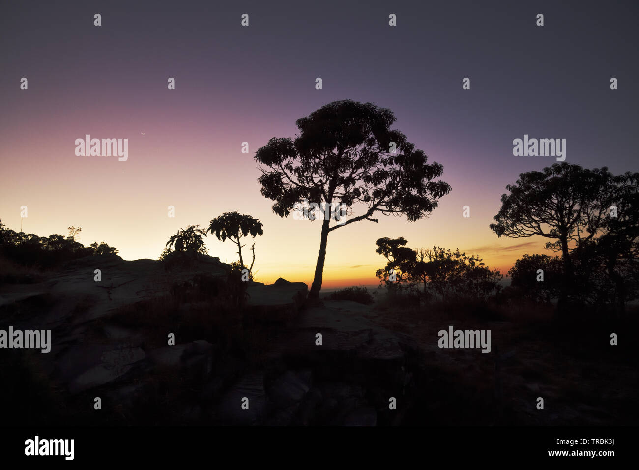 Alberi sagome all'alba in Brasile Foto Stock