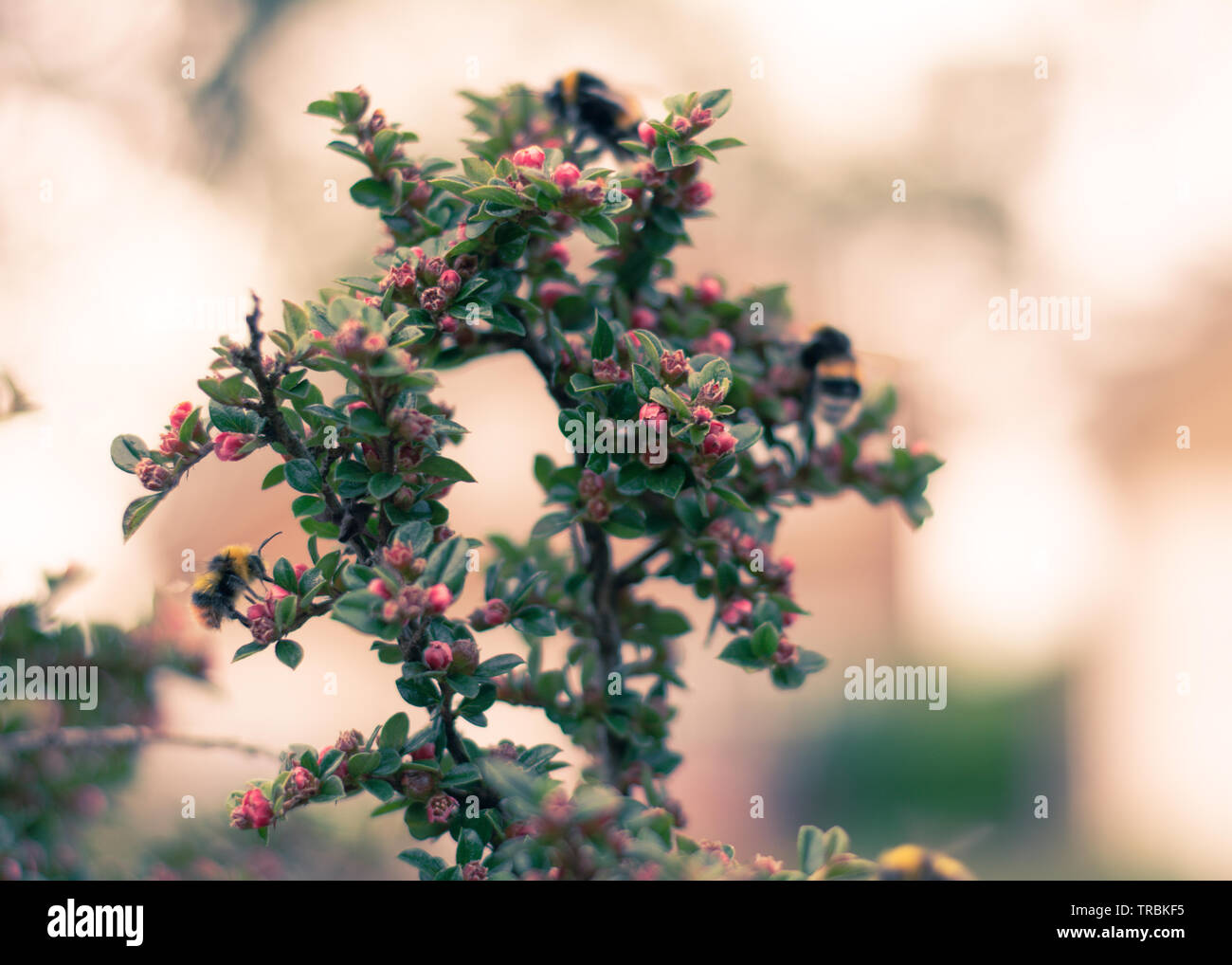 Un caldo giardino scena in Inghilterra con piccole miele delle api di impollinare i fiori di colore su un arbusto. Foto Stock