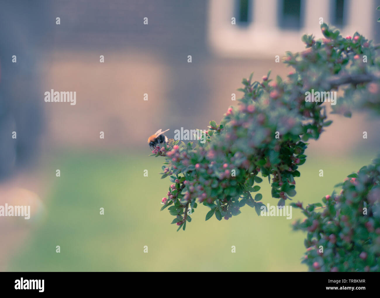 Un caldo giardino scena in Inghilterra con piccole miele delle api di impollinare i fiori di colore su un arbusto. Foto Stock