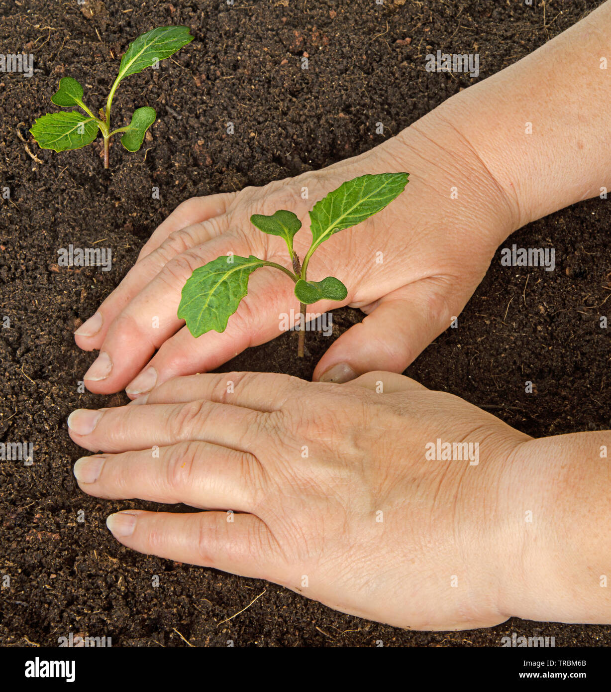 Tendendo le piantine di cavolo Foto Stock