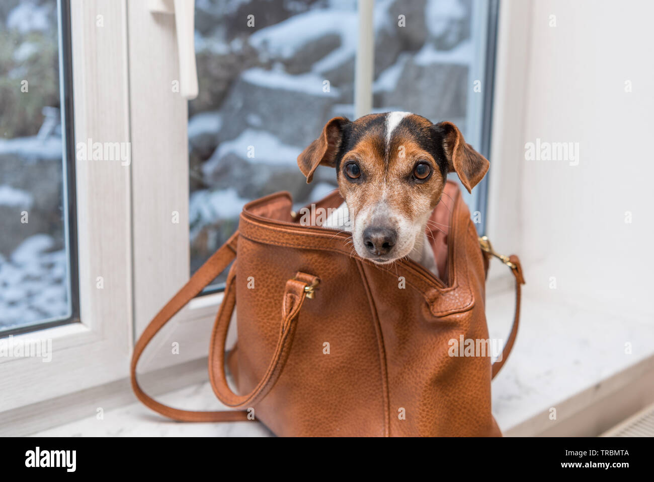 Cane in borsetta immagini e fotografie stock ad alta risoluzione - Alamy