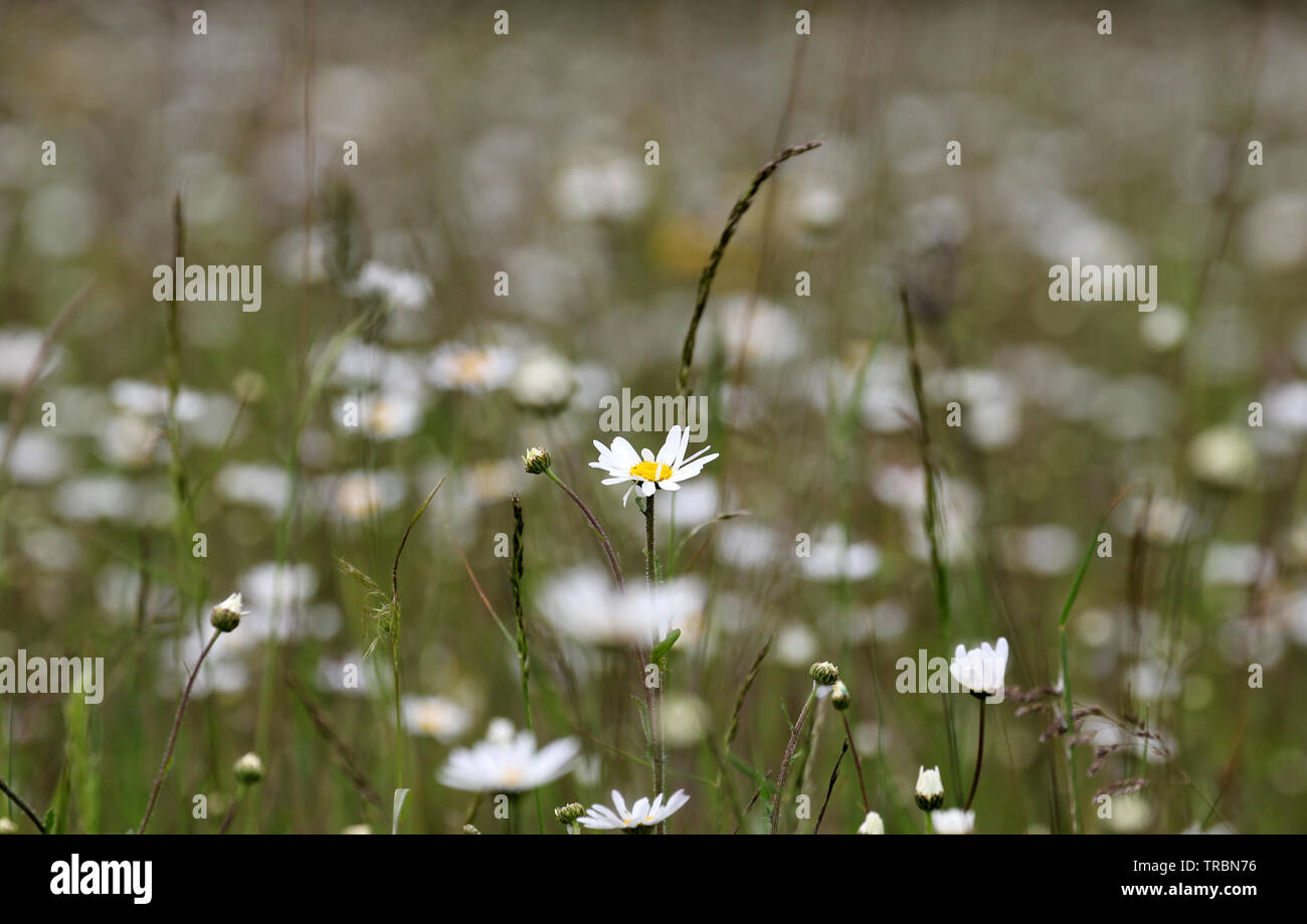 Wild meadow Magog giù Cambridge Foto Stock