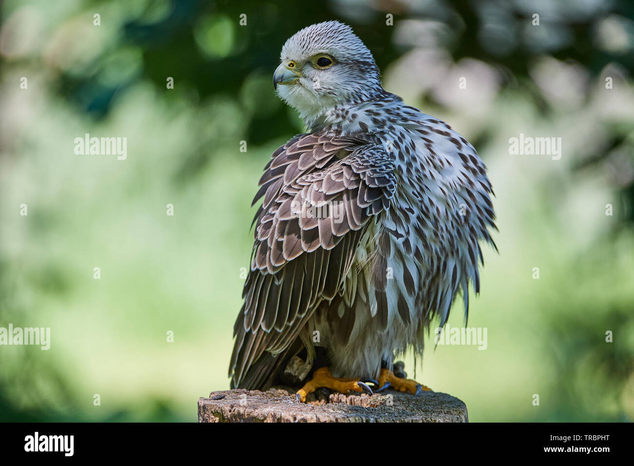 Gerfalke, Bird,Vogel, Voegel, Falco rusticolus), Gyrfalcon, Foto Stock