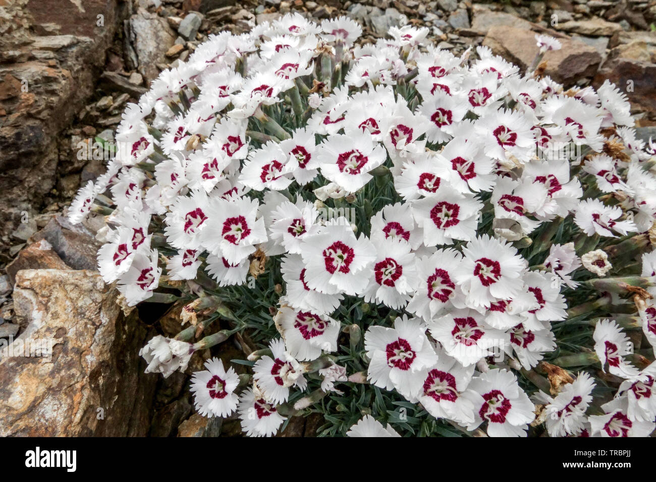 Pietra rocciosa bianca delle piante alpine di Dianthus 'occhi stellati' Foto Stock
