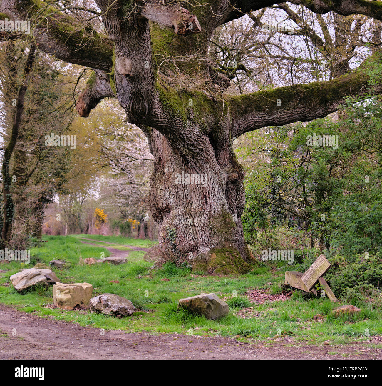 Una gigantesca quercia piantata durante il passaggio di Enrico IV in Bain-de-Bretagne Foto Stock