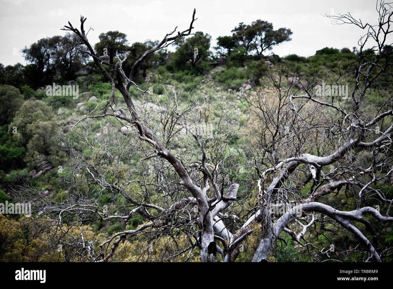 Ramas de árboles y plantas en un campo Natural Foto Stock