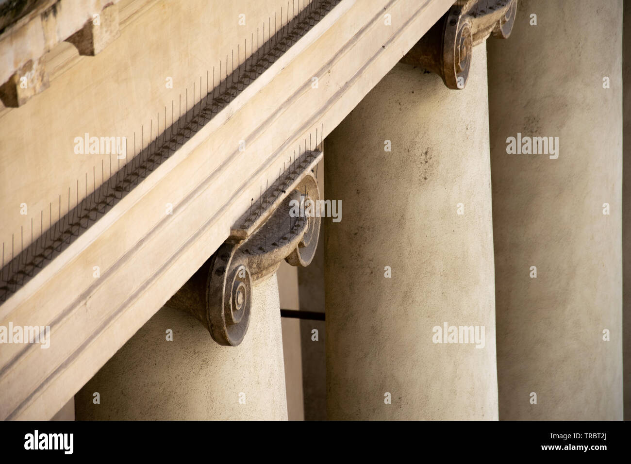 Dettaglio a partire dalla parte superiore di una colonna ionica che mostra la presenza di piccione picchi di dissuasione Foto Stock