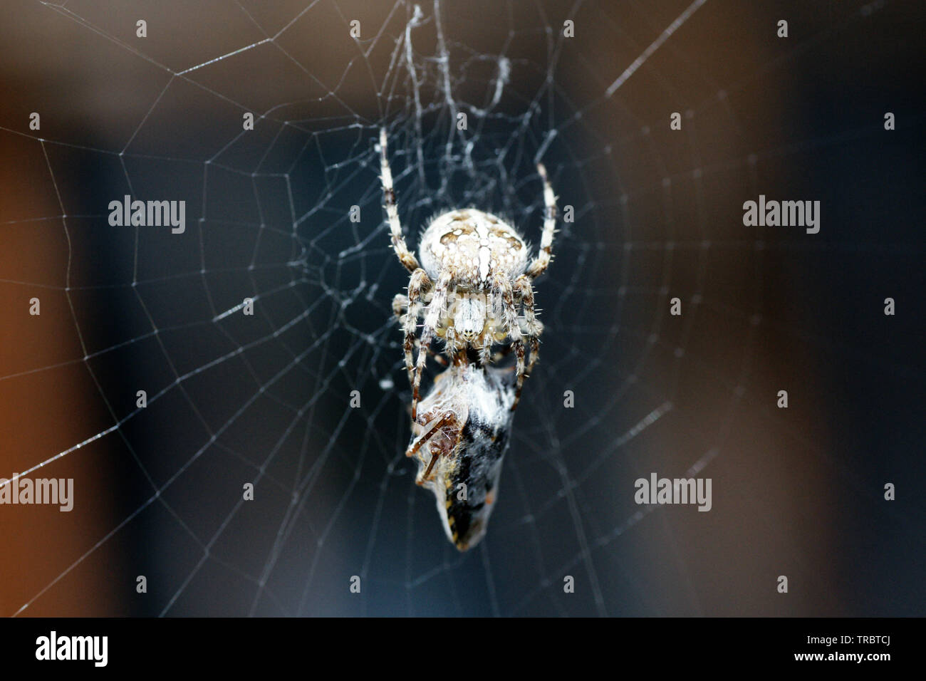 Kreuzspinne mit eingesponnener Wanze im Netz Foto Stock