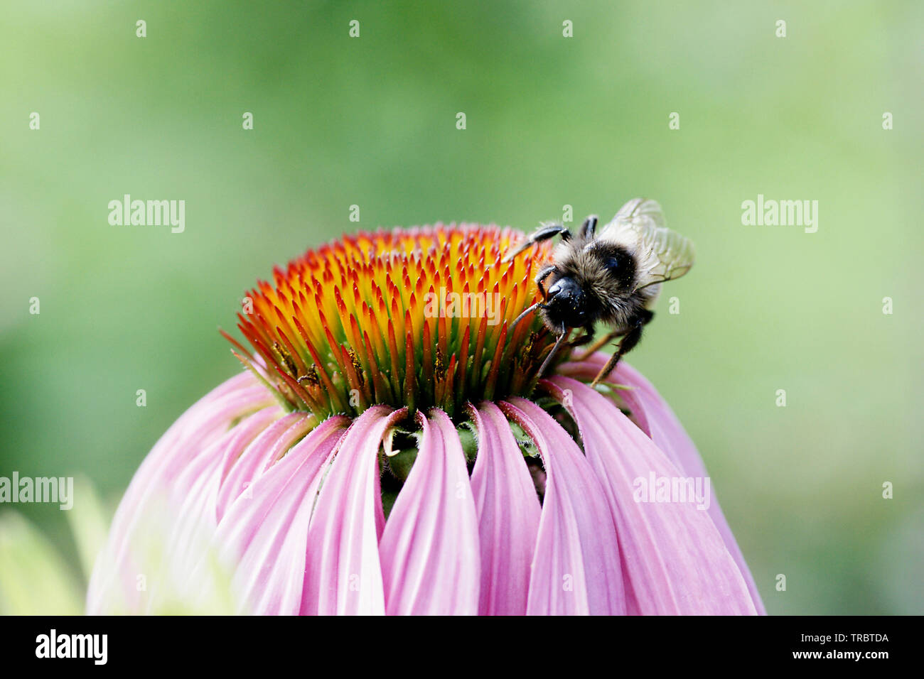 Hummel auf Echinacea Foto Stock