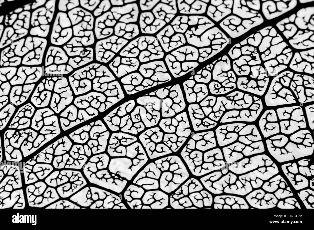 Macro shot silhouette di una foglia secca texture Foto Stock