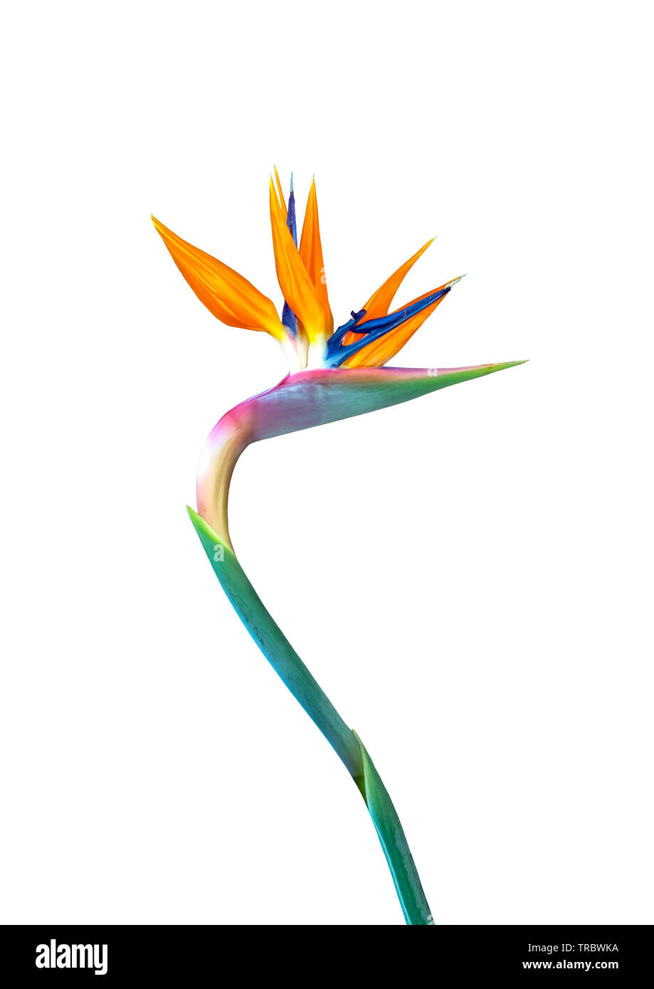 uccello di paradiso fiore closeup isolato su uno sfondo bianco Foto Stock