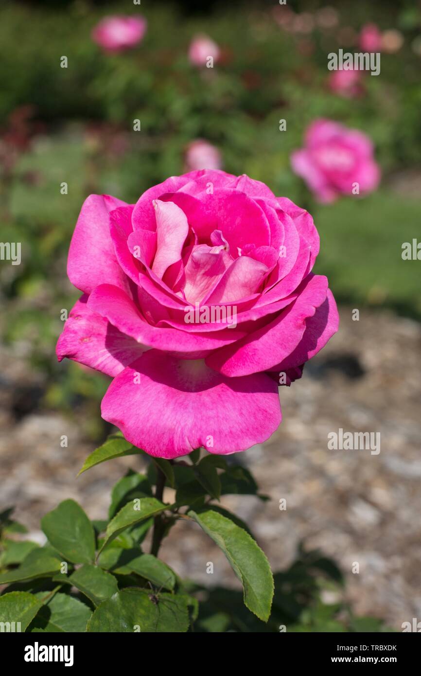 Alta stima hybrid tea rose al Bush's Pasture Park di Salem, Oregon, Stati Uniti d'America. Foto Stock