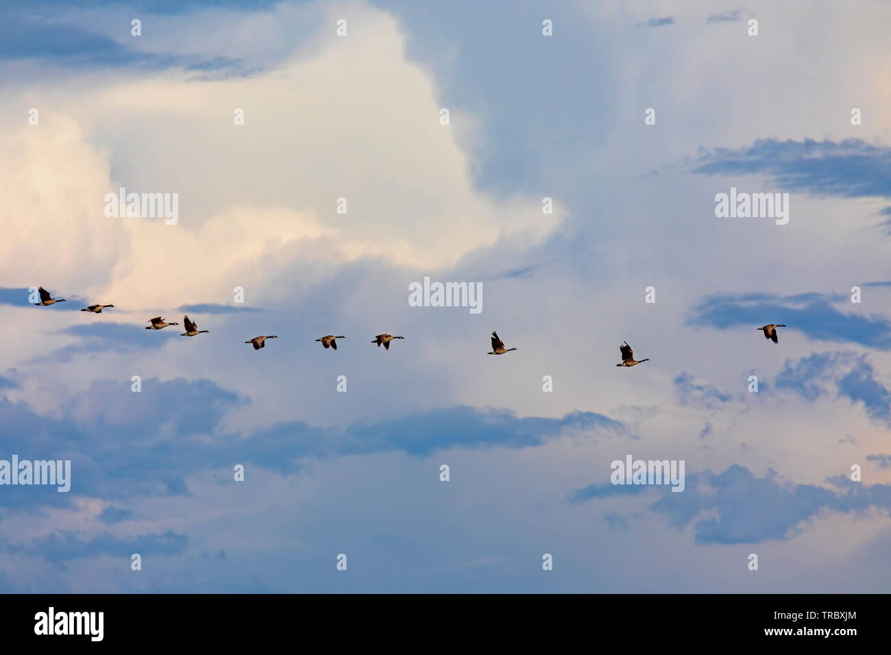 In questa foto un branco di oche del Canada (Branta canadensis) volare in una riga sopra il fiume orso uccello migratore rifugio ad ovest di Brigham City, Utah, Stati Uniti d'America. Foto Stock