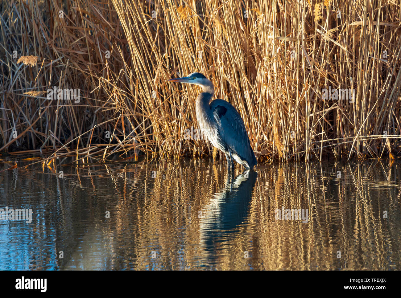 In questa foto un grande airone cenerino (Ardea erodiade) wades nelle acque del fiume recare al Bear fiume uccello migratore rifugio nel nord dello Utah. Foto Stock