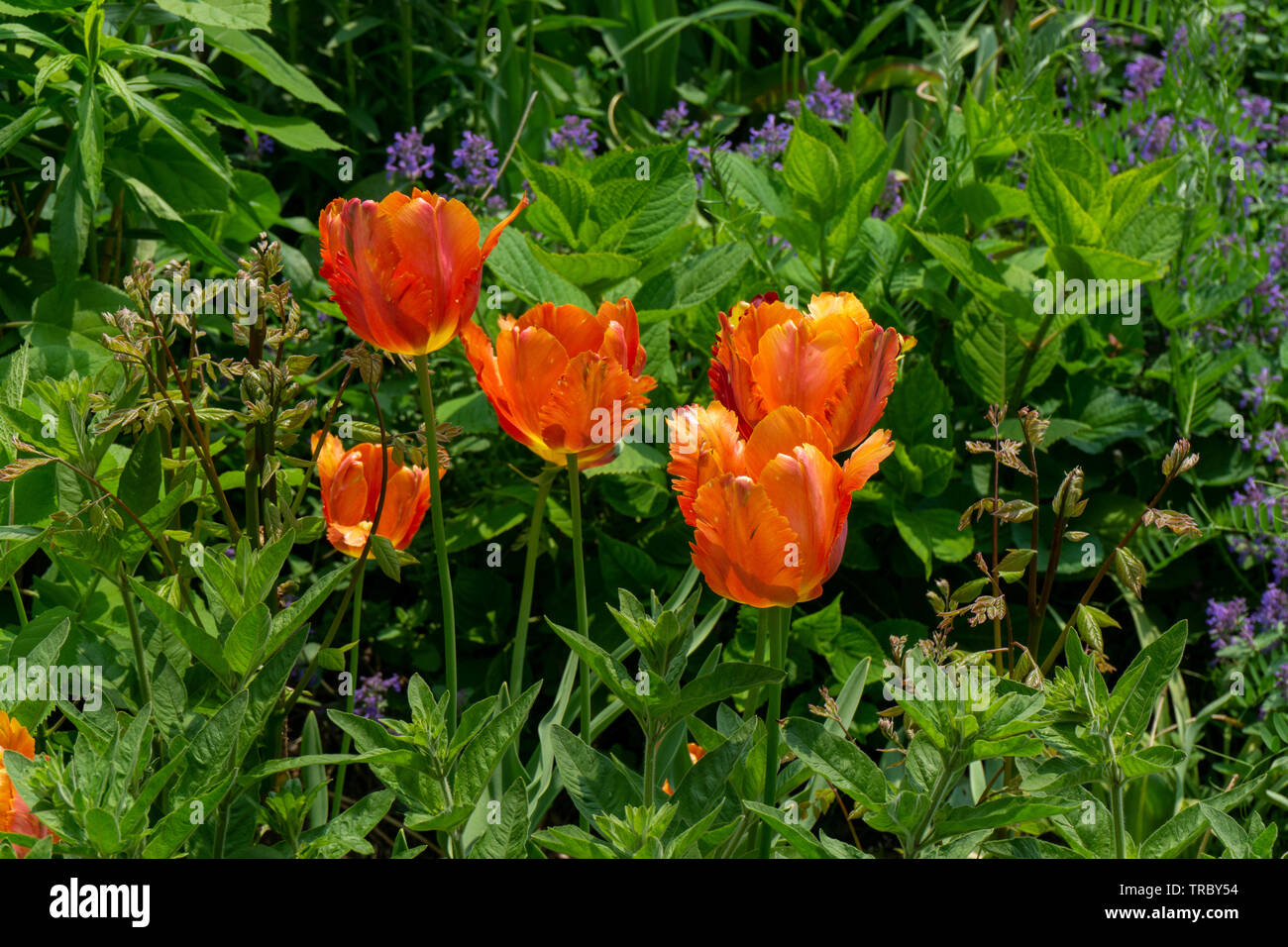 Vi è un incredibile varietà di bellissimi fiori in Allen giardini di Toronto sempre pronto a rappresentare. Foto Stock