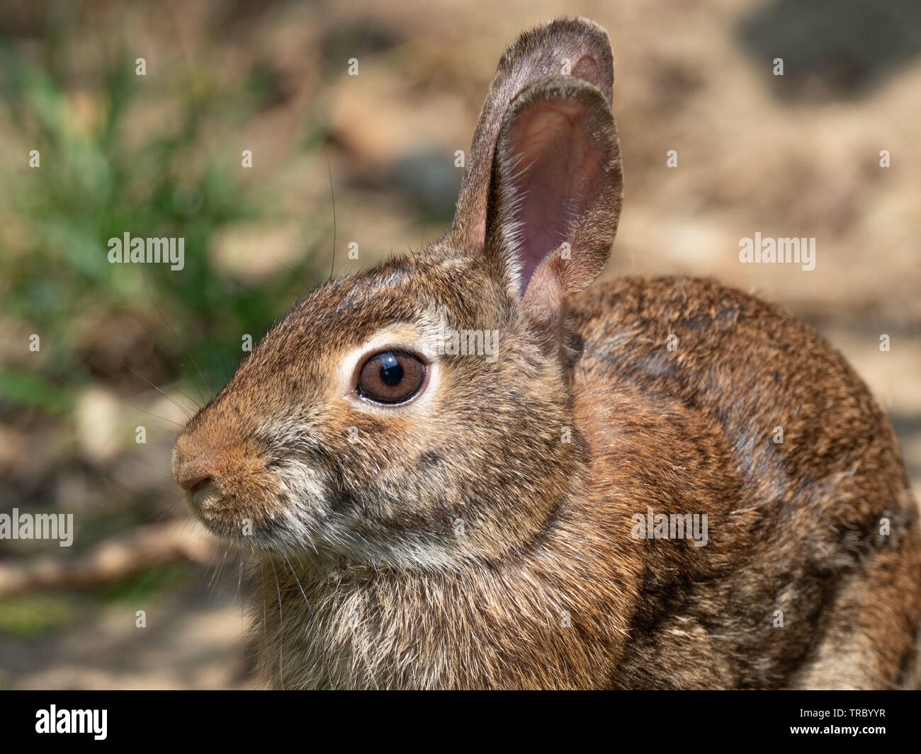 Wild brown closeup di coniglio Foto Stock