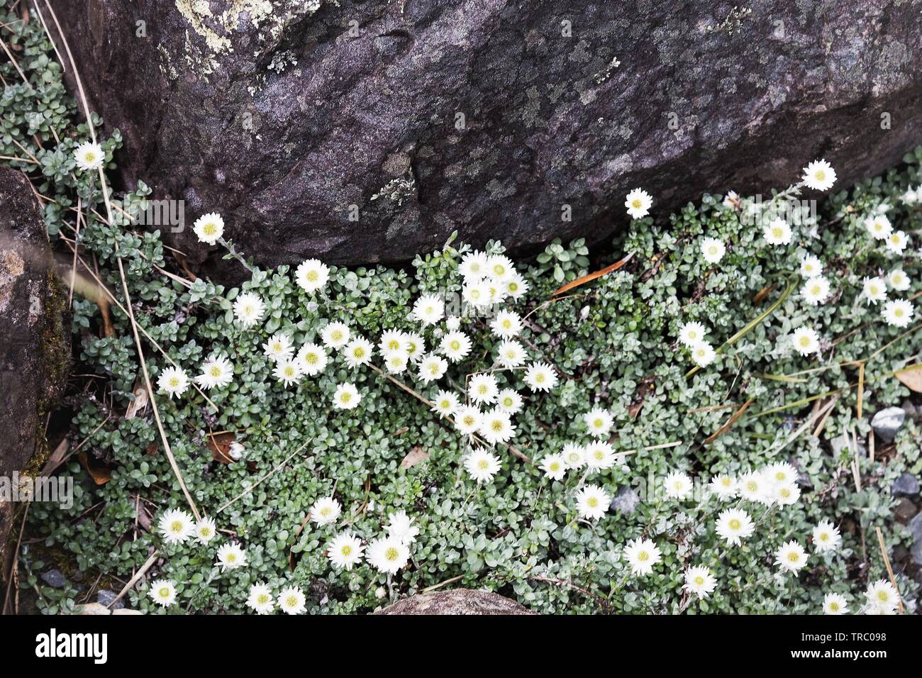 Anaphalioides bellidioides comunemente noto come Hells Bells, Nuova Zelanda Daisy eterna o Nuova Zelanda fiore eterna Foto Stock