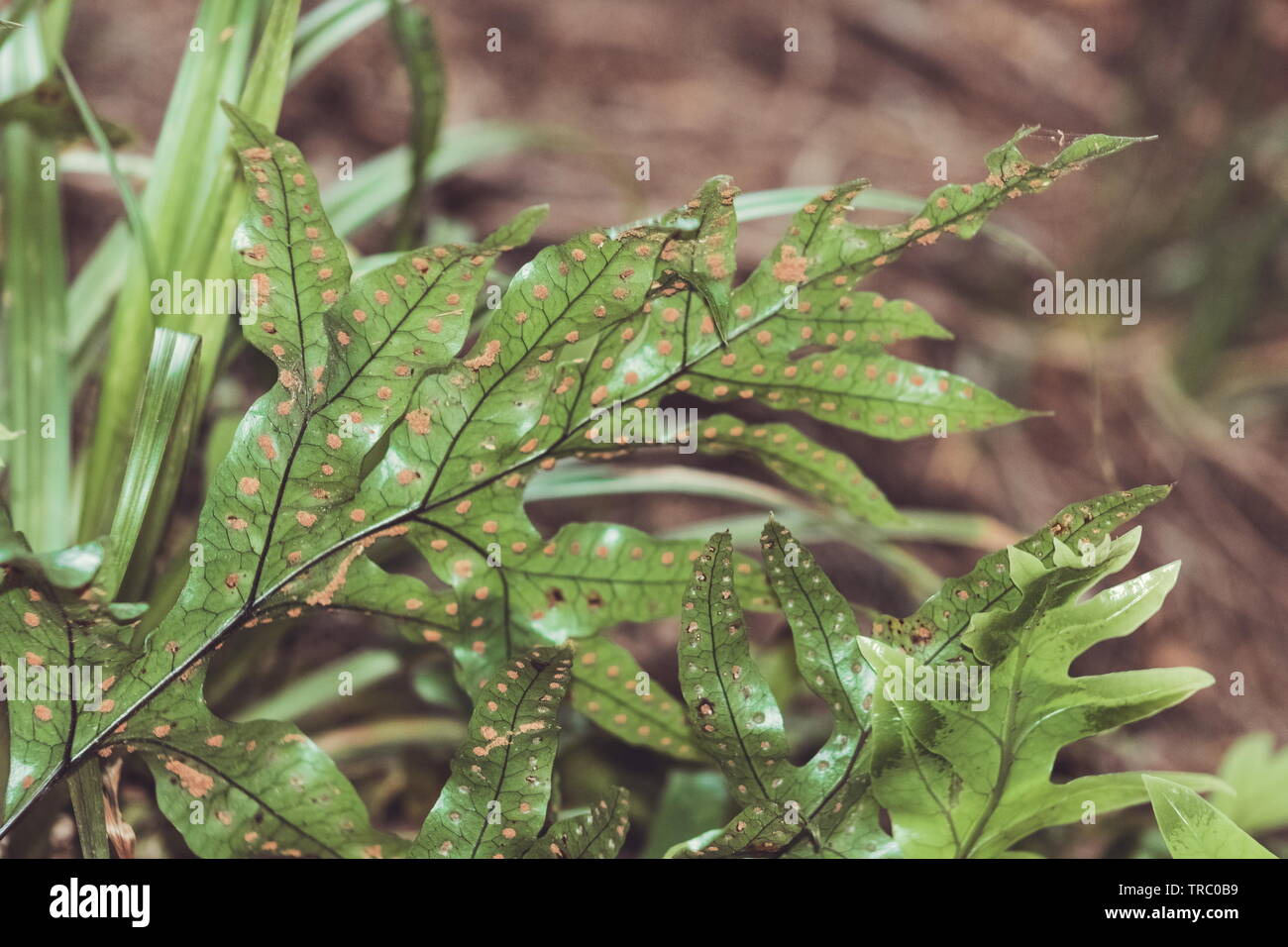 Microsorum pustulatum è una felce epiphytic nativa per Australia e Nuova Zelanda. Foto Stock