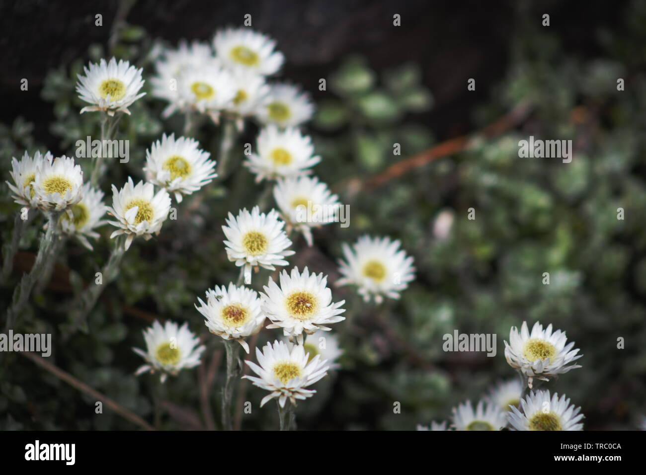 Anaphalioides bellidioides comunemente noto come Hells Bells, Nuova Zelanda Daisy eterna o Nuova Zelanda fiore eterna Foto Stock