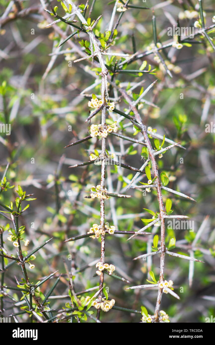 Discaria toumatou, comunemente chiamato matagouri o Wild irlandese, è un groviglio-ramificato pianta spinosa endemica in Nuova Zelanda. Foto Stock