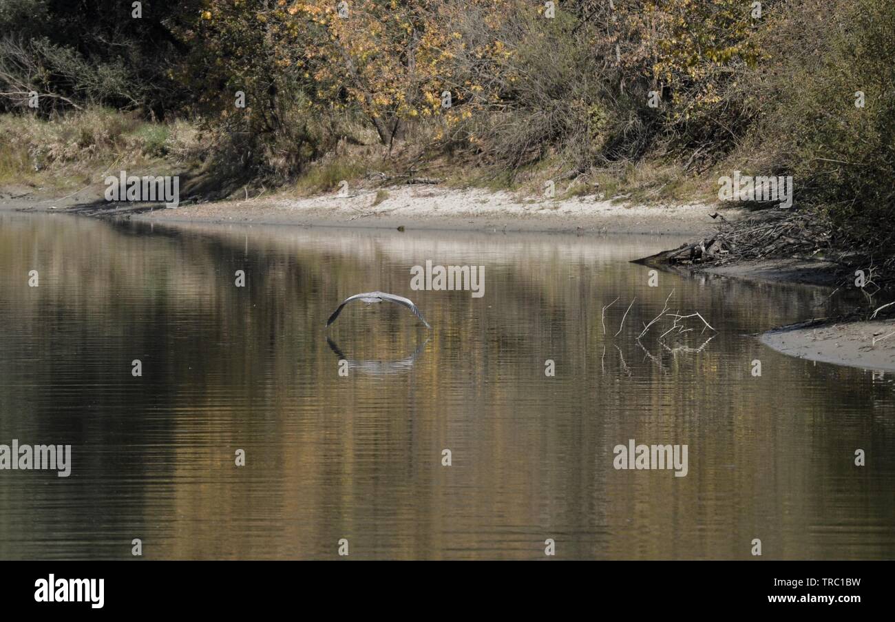 Airone cenerino in volo bassa, il Parco di natura Kopački rit, Croazia Foto Stock