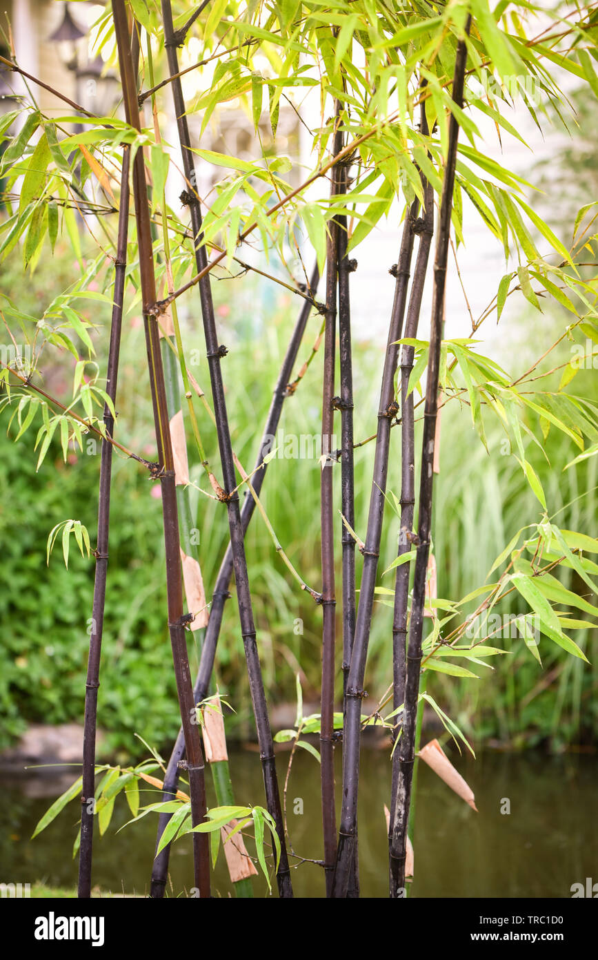 Black bamboo tree crescita naturale nel parco giardino Foto Stock