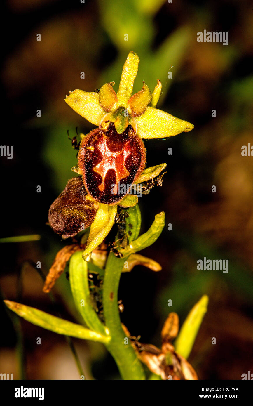 Bee orchid in Germania Foto Stock