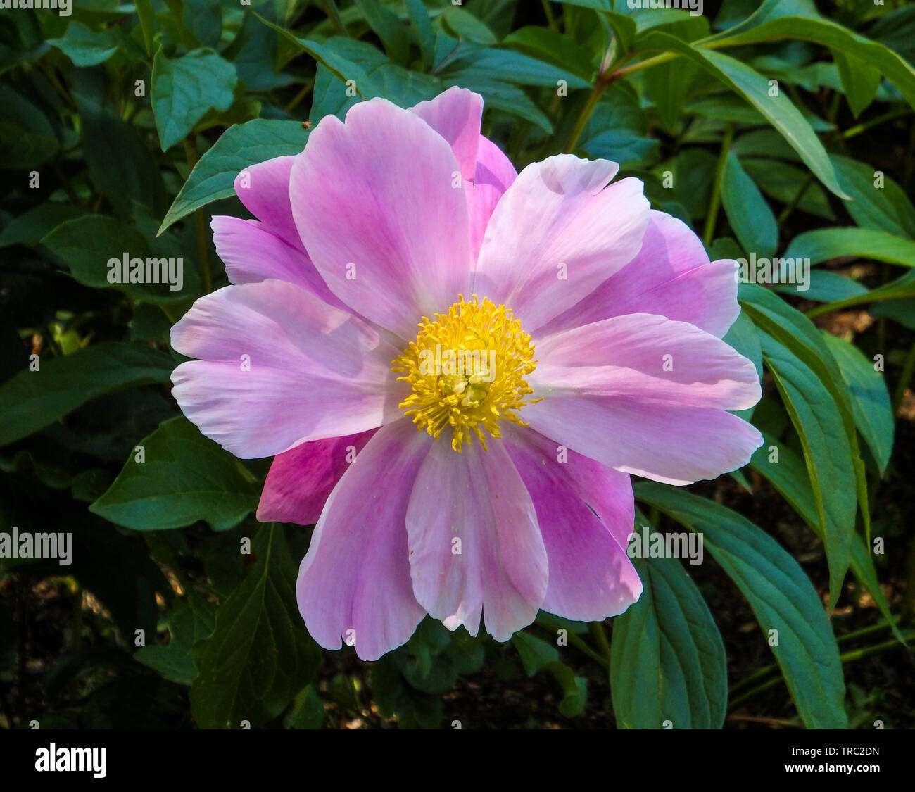 Rosa peonia nel maggio park Foto Stock