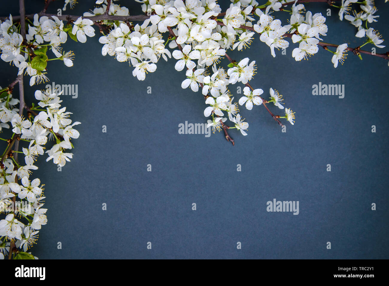 La susina bianca blossom ramo su sfondo scuro con spazio di copia Foto Stock