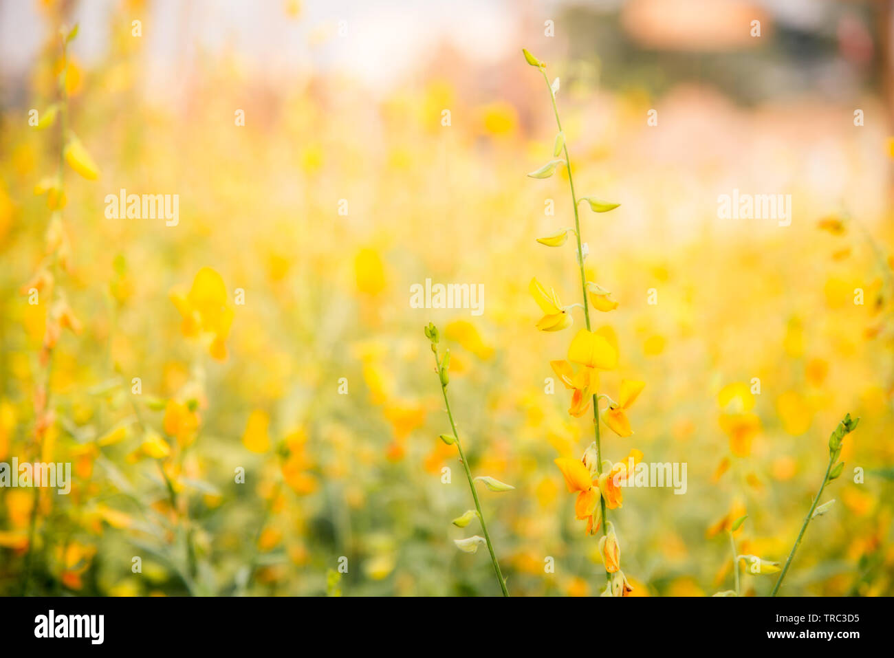 Fiore giallo campo nella giornata di sole Foto Stock