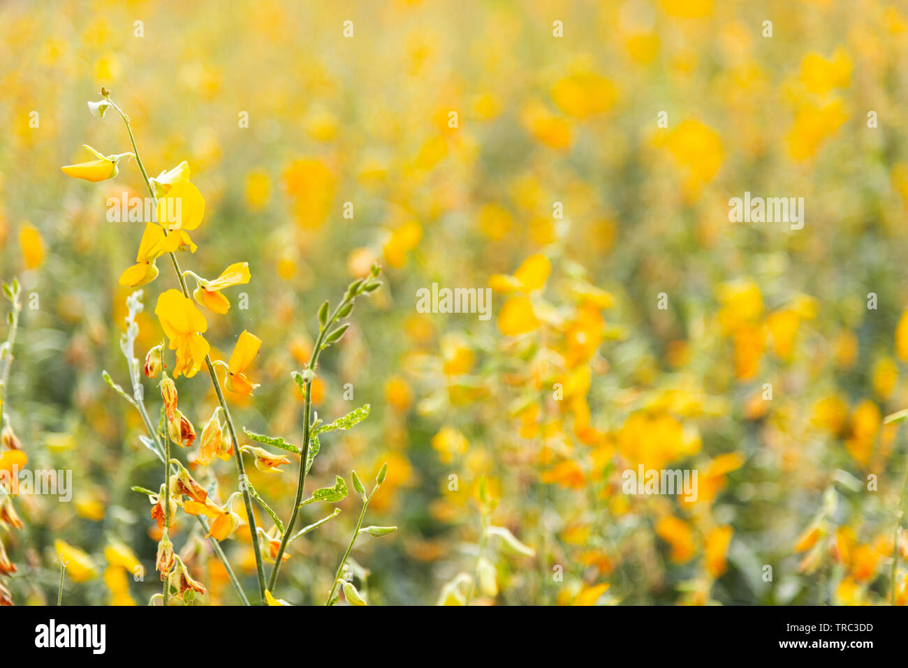 Sunn giallo fiore di canapa in giornata soleggiata con il fuoco selettivo Foto Stock