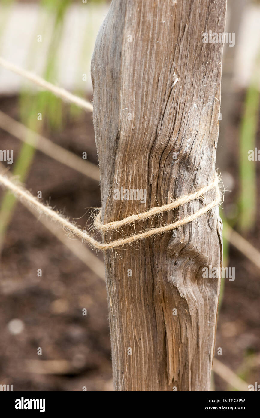 Spago legato intorno ad un vecchio post di legno per sostenere le piante Foto Stock
