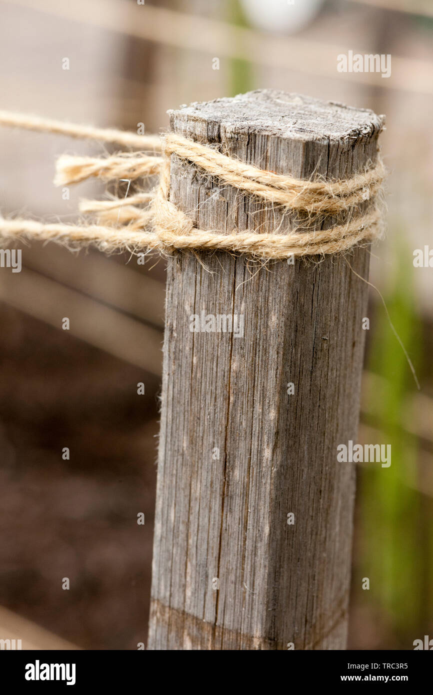 Spago legato intorno ad un vecchio post di legno per sostenere le piante Foto Stock