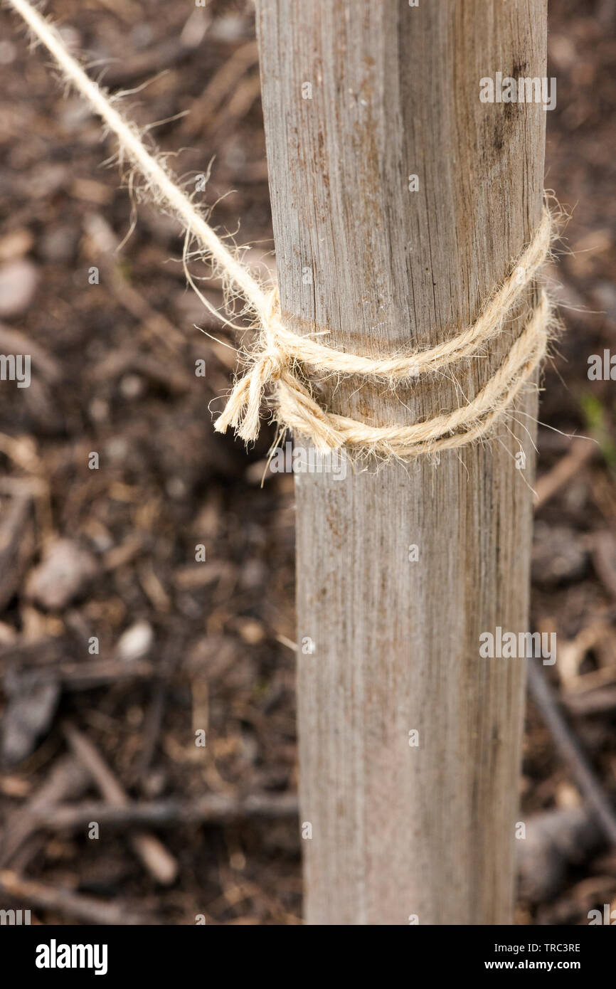 Spago legato intorno ad un vecchio post di legno per sostenere le piante Foto Stock