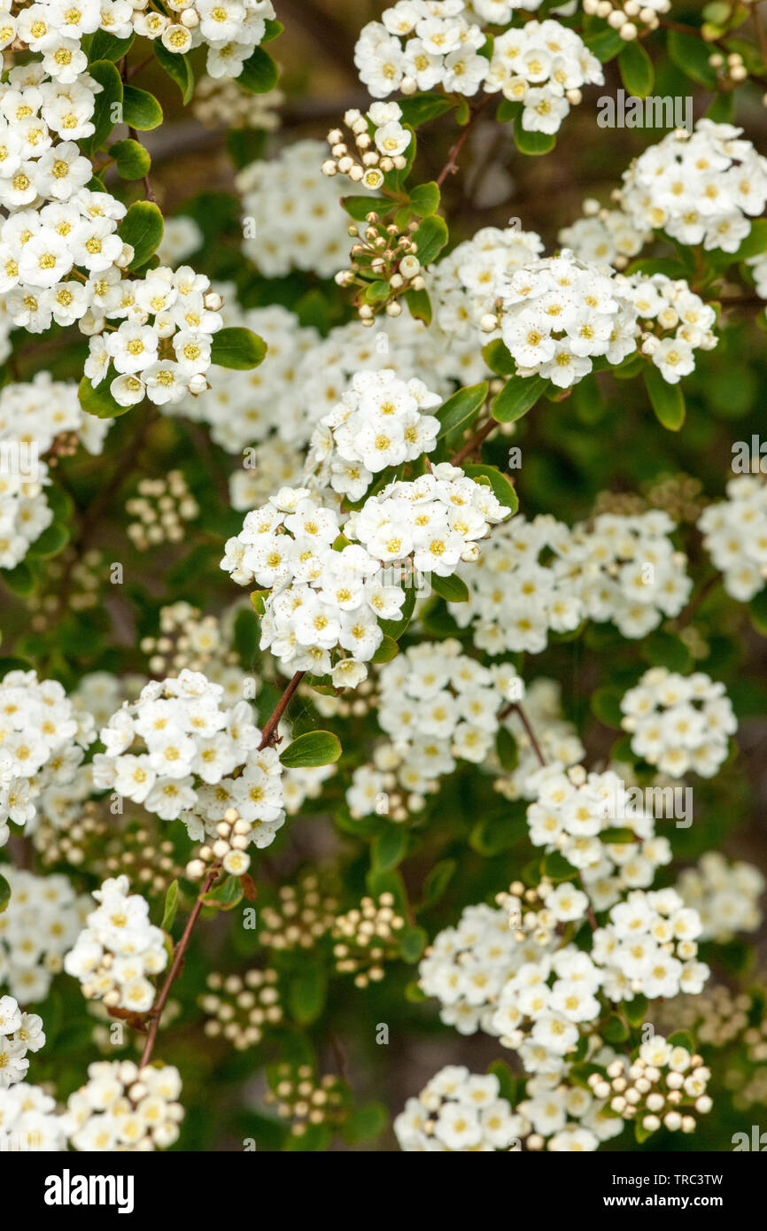 Fiori bianchi di Spiraea vanhouttei Foto Stock