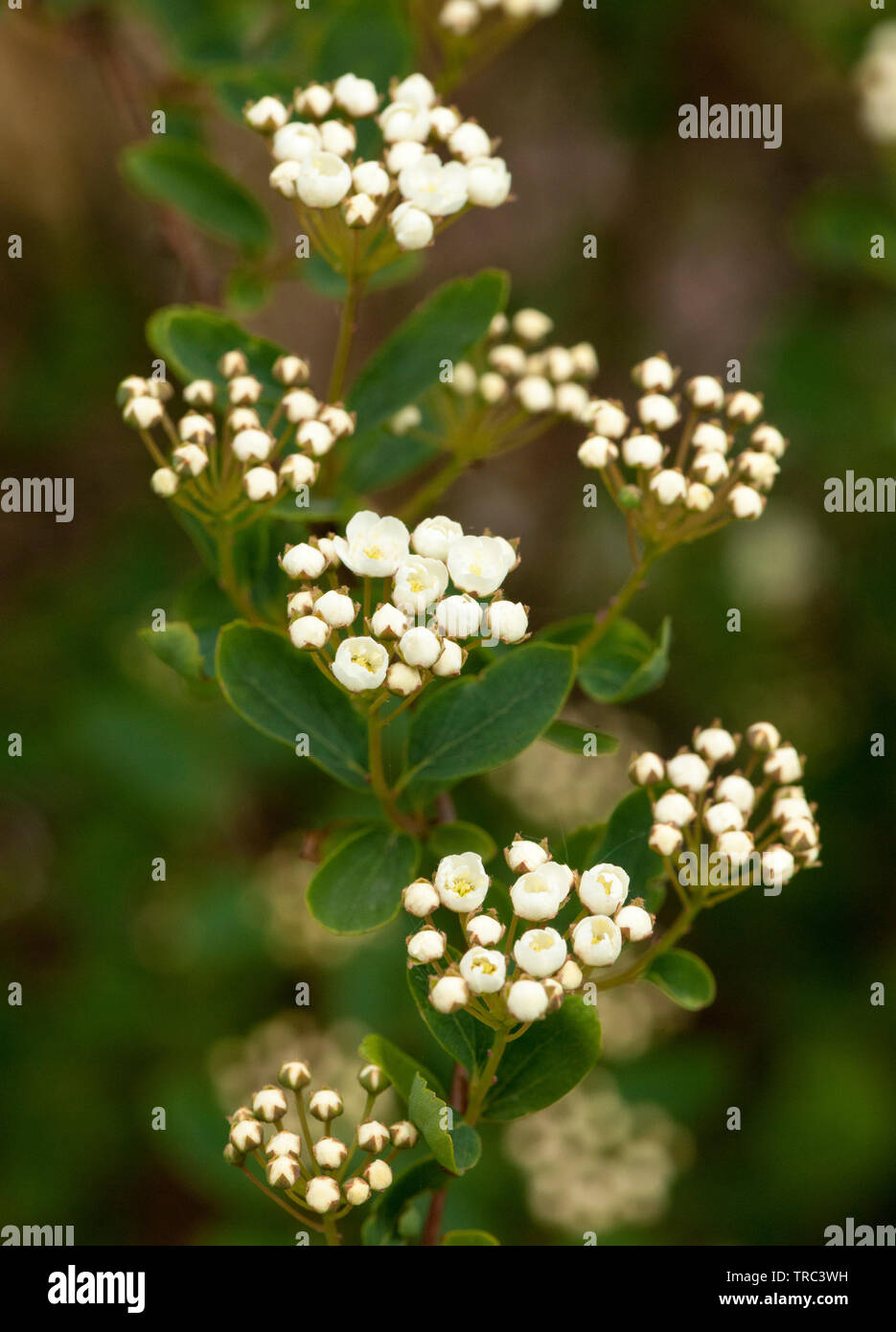 Fiori bianchi di Spiraea vanhouttei Foto Stock