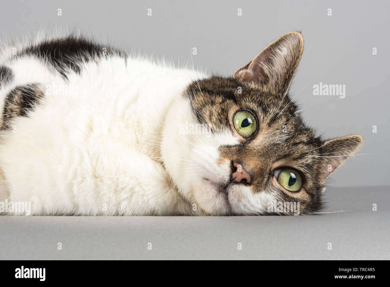 Ritratto del gatto. Foto Stock