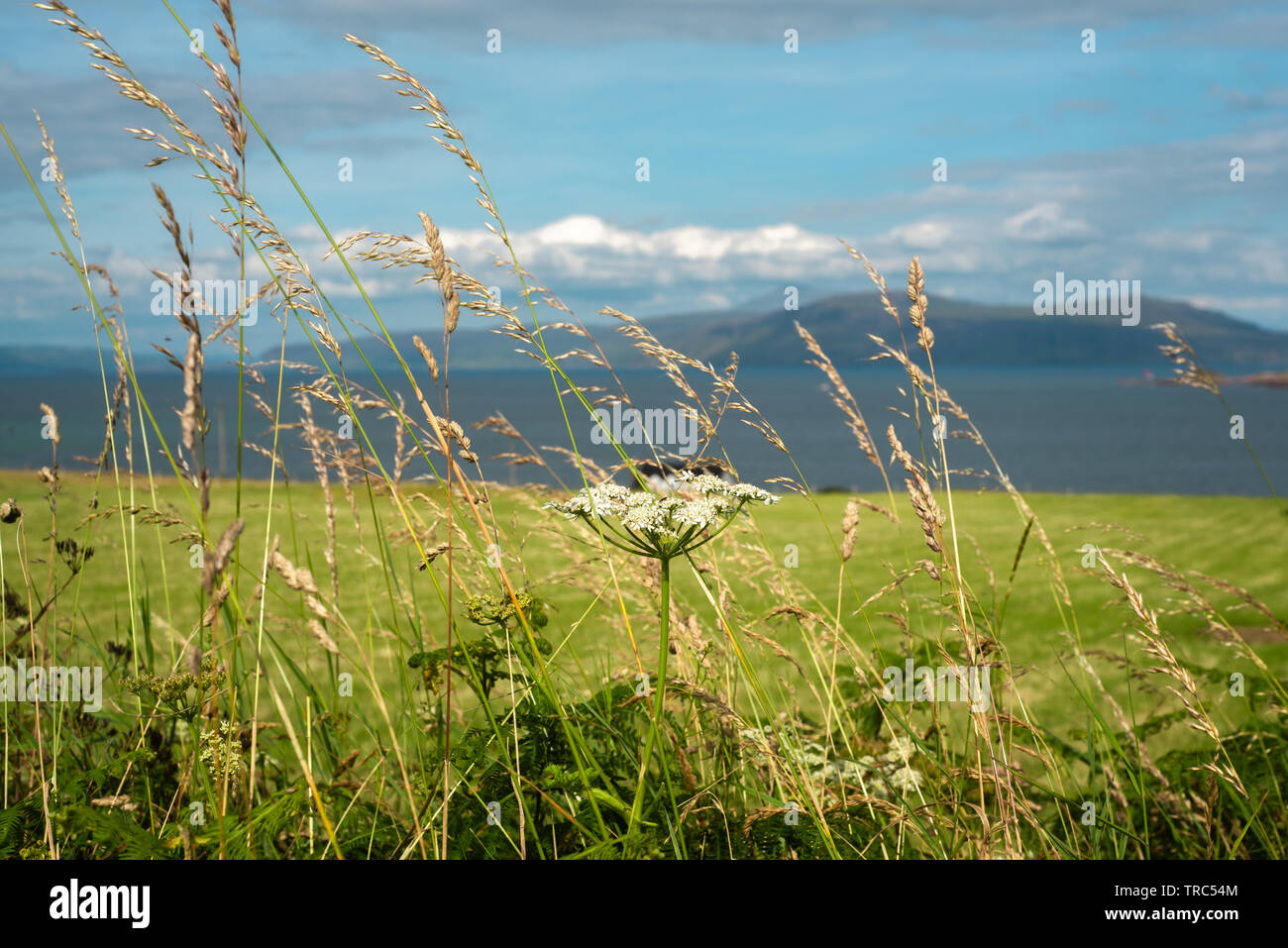 Machair Fiori con il mare e le isole delle Ebridi in background Foto Stock