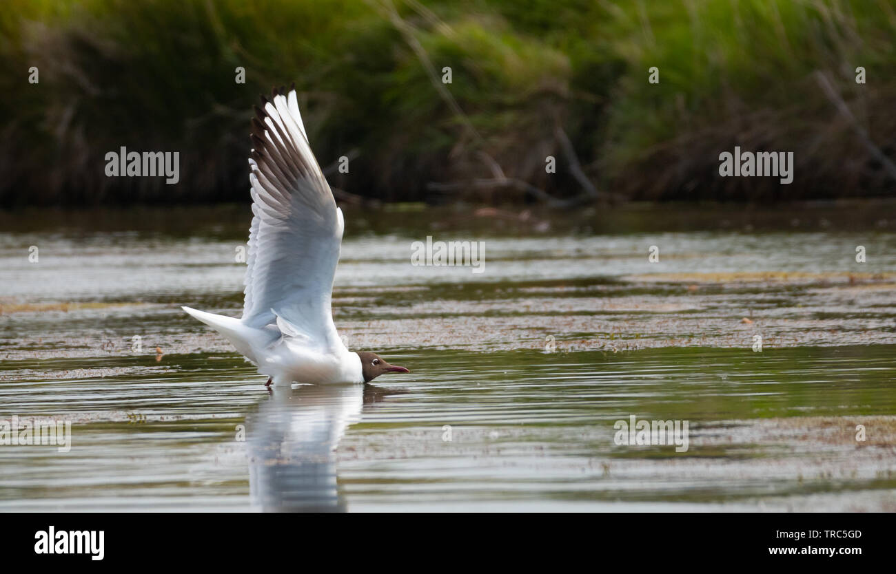 Testa nera seagull nel suo habitat a caccia di pesce Foto Stock