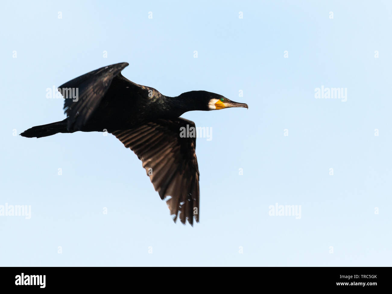Grande cormorano nero volare con ali stese Foto Stock