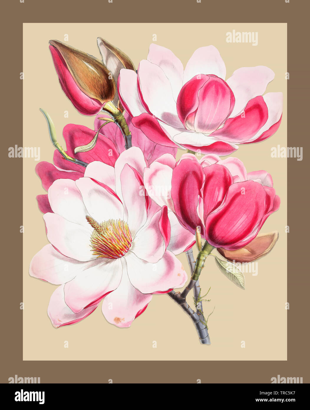 magnolia Flowering dalle illustrazioni Foto Stock