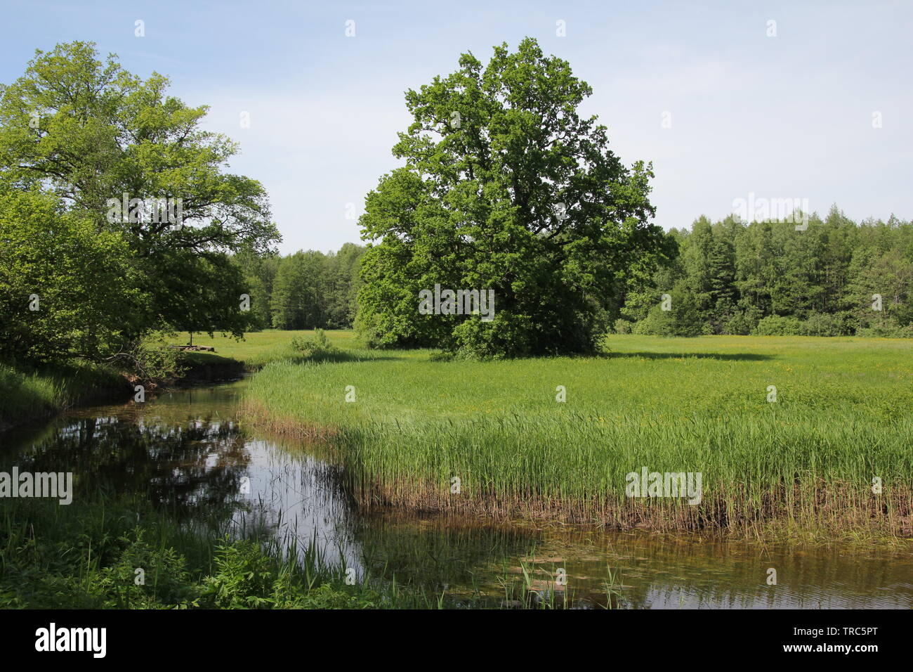 Puro paesaggio in Soomaa nationalpark Foto Stock