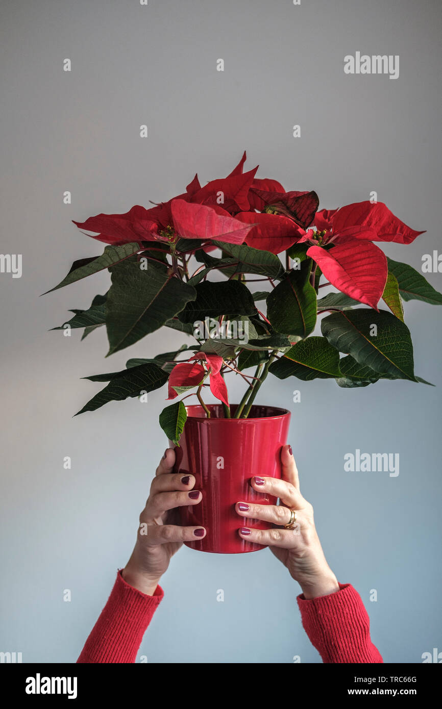 Donna con un impianto- pot rosso , verde e foglie rosse Foto Stock