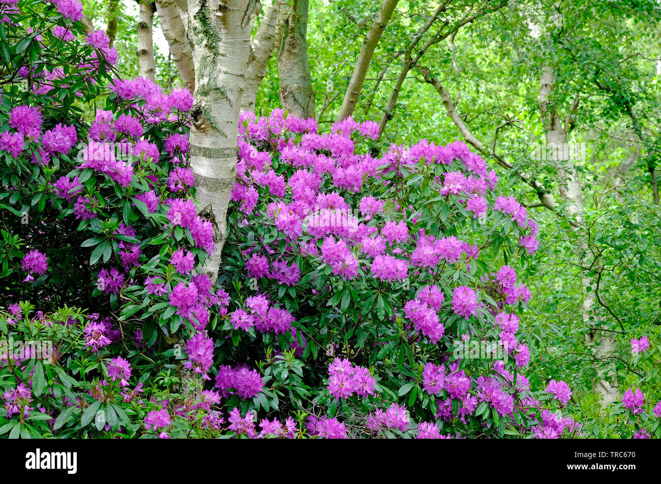 Fioritura di rosa fiori di rododendro, grazioso angolo, sheringham, North Norfolk, Inghilterra Foto Stock