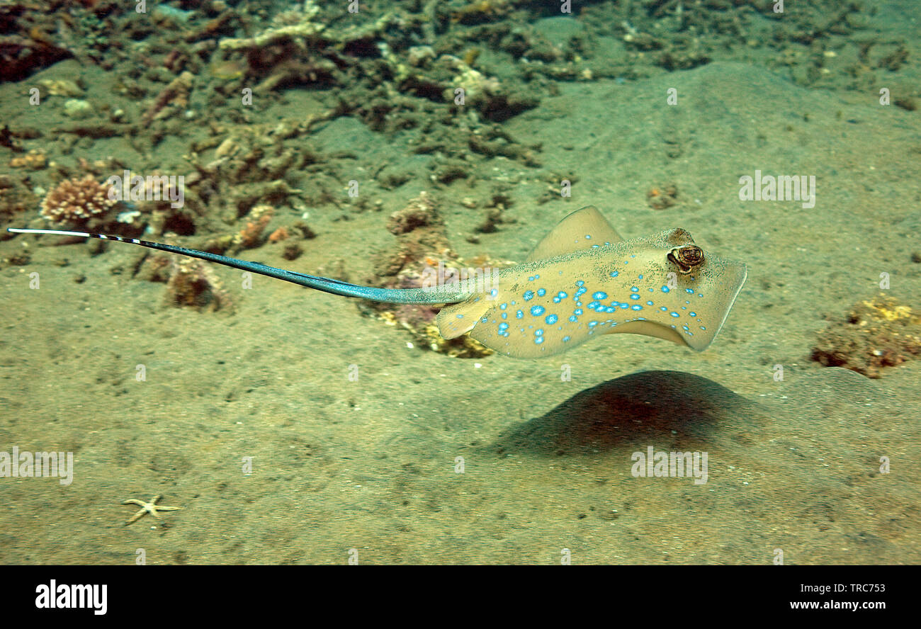 Bluespotted Ray (Dasyatis kuhlii), isola Negros, Visayas, Filippine Foto Stock