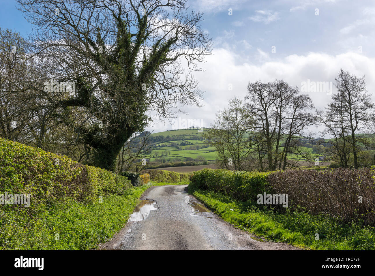 Vicolo del paese vicino Clun in Shropshire campagna su una bella e soleggiata giornata di primavera. Foto Stock