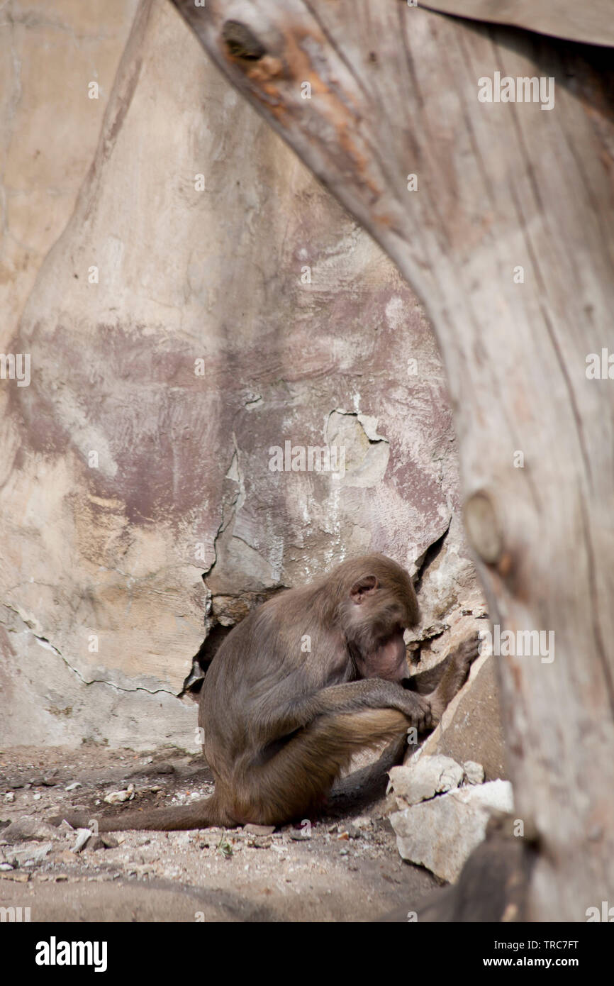 Scimmia babbuino su una giornata di sole Foto Stock