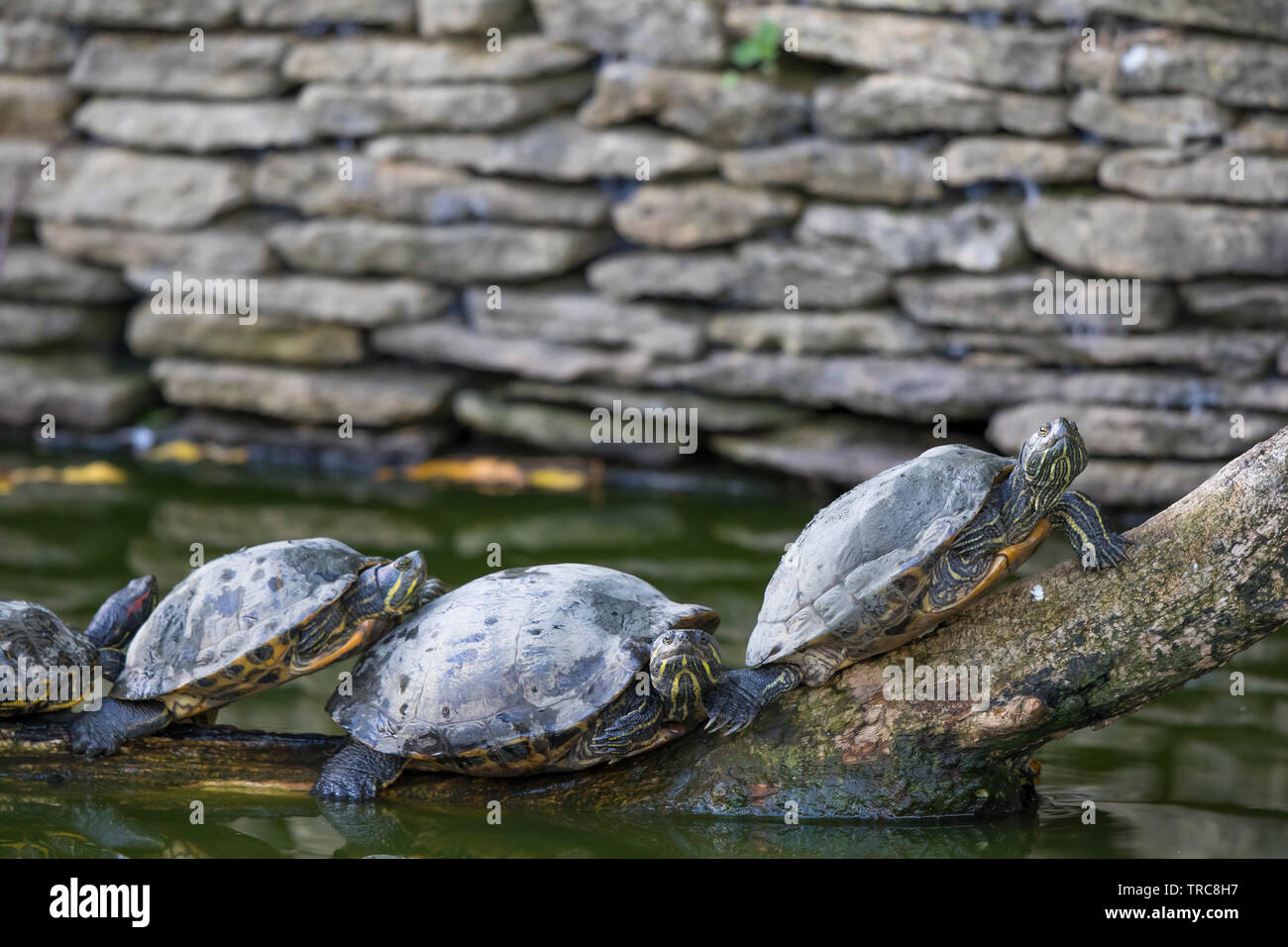 Slider rosso-arato, terrapin, tartarughe (Trachemys scripta elegans) allineati su un log in lago d'acqua dolce, crogiolarsi nel sole d'autunno. Foto Stock